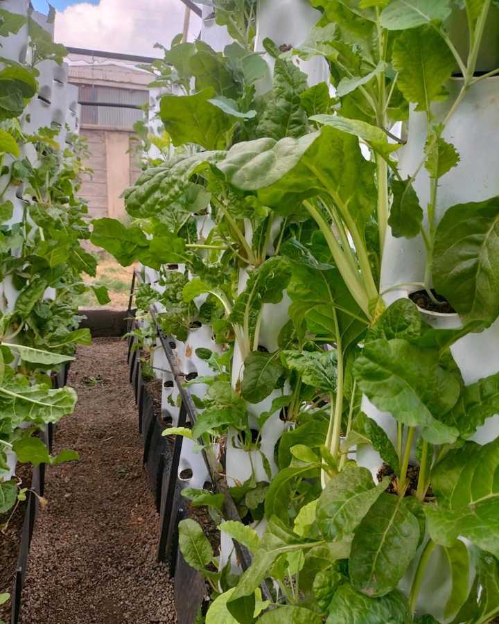 A hydroponic growing tower with plants growing out